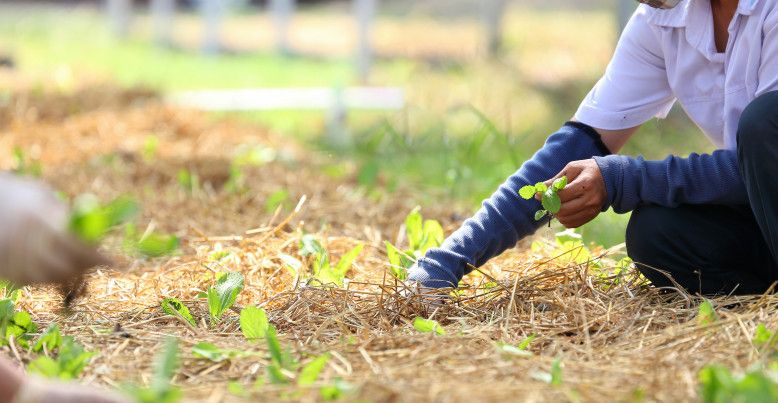 images/News/2022/01/2022_picking-greens.jpg#joomlaImage://local-images/News/2022/01/2022_picking-greens.jpg?width=778&height=403